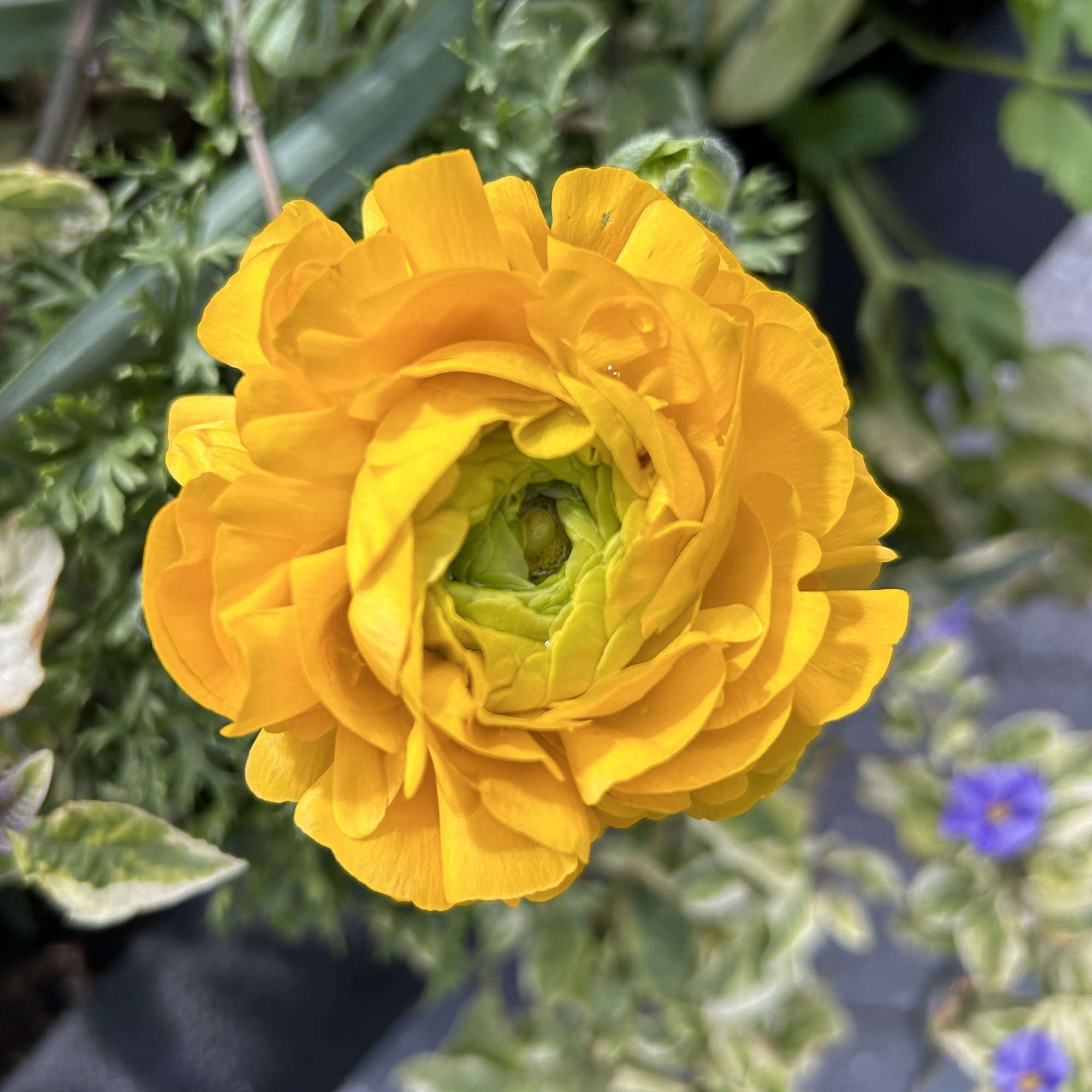 Preservation and Clean Ups